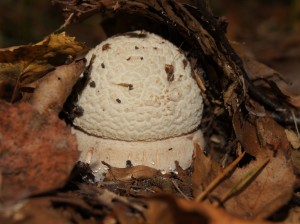 Foto: Geerten van Gelder