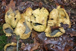 Foto: Geerten van Gelder