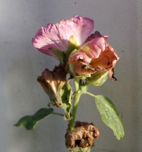 Foto: Geerten van Gelder