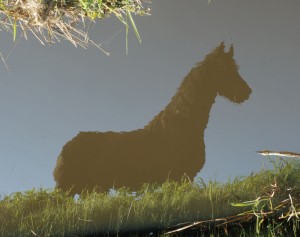 kruissteekpaard Foto: Geerten van Gelder