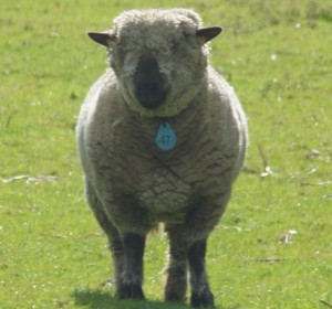 Foto: Geerten van Gelder