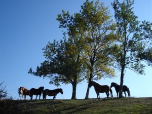 Het uitzicht op Terra Nova.