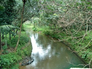 'De rivier is als een vrouw die alles wat ze heeft, geeft zonder dat ze daar ooit om mort.' Foto: Roy Mattappallil