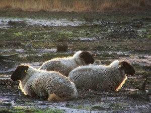 Foto: Geerten van Gelder