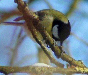 tweets Foto: Geerten van Gelder