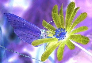 Foto: Geerten van Gelder