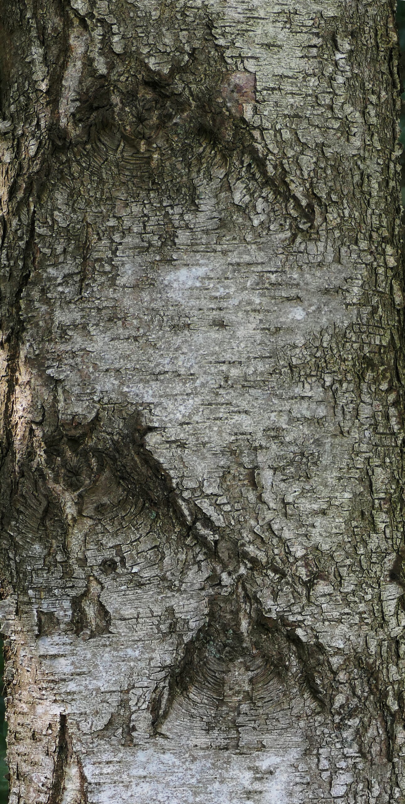 De Vier van Vrijdag: Peter Schotman
